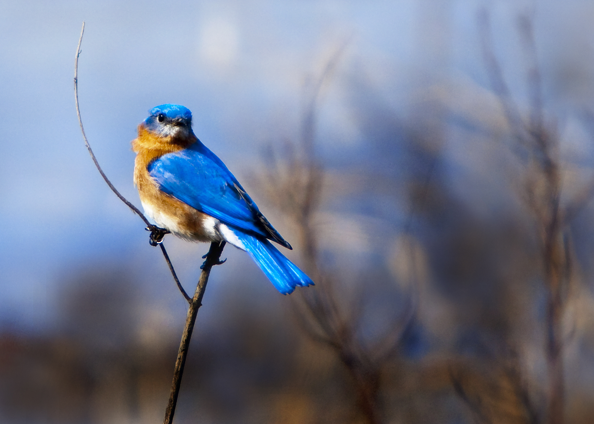 Blue Birds  Sue Baker Photography